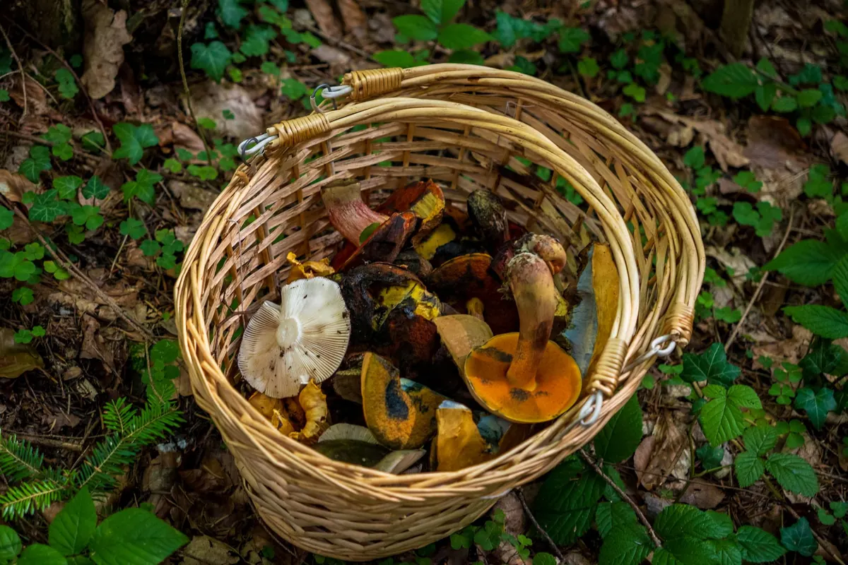 Seasonal Foraging Calendar for British Woodlands: What to Pick Month by Month